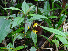 Lysimachia ardisioides