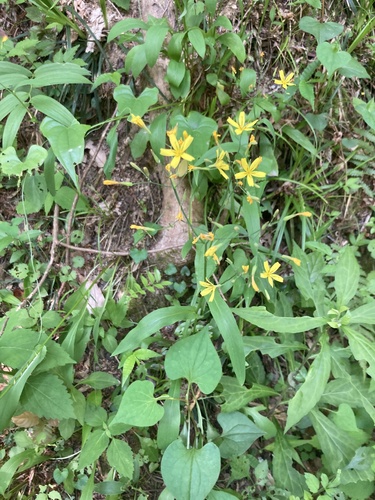 Ixeridium dentatum