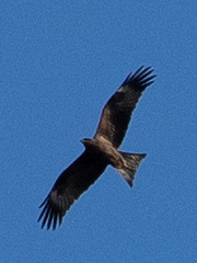 Milvus migrans