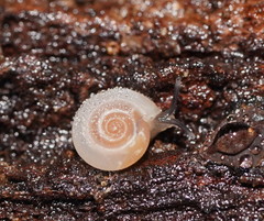 Meredithena dandenongensis