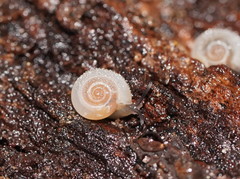 Meredithena dandenongensis