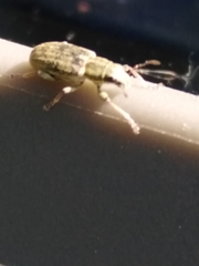 Sitona lineatus