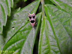 Deltoplastis commatopa