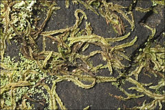 Lophocolea semiteres