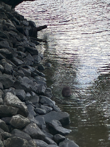 animal observation 2