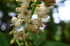 Clethra barbinervis