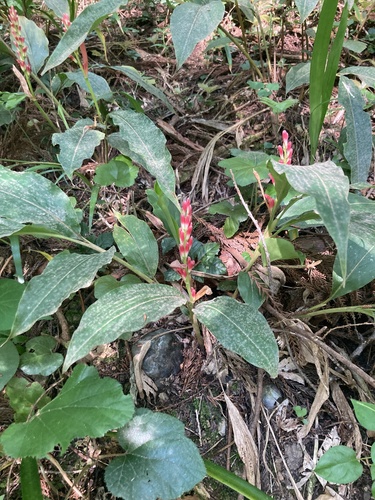 Japanese Galangal