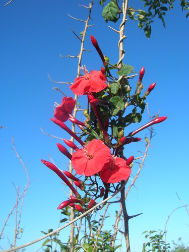 Ipomoea microdactyla, photograph 2