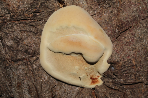 Ganoderma resinaceum
