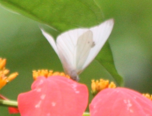 Pieridae