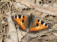 Aglais urticae