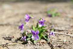 Viola prionantha
