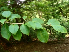 Ilex macropoda