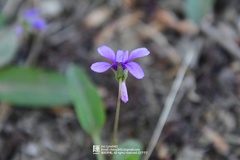 Viola prionantha