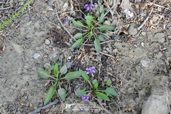Viola prionantha