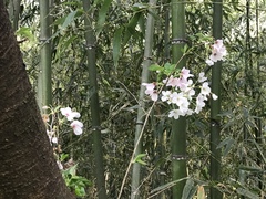 Prunus × yedoensis