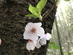Prunus × yedoensis