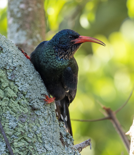 Green Woodhoopoe