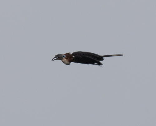 Black-casqued Hornbill (Ceratogymna atrata), photo 1