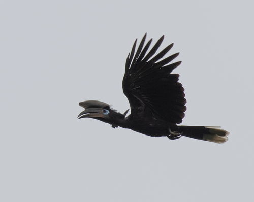 Black-casqued Hornbill (Ceratogymna atrata), photo 10
