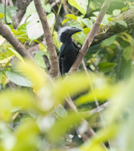 Eastern Long-tailed Hornbill (Horizocerus cassini), photo 5