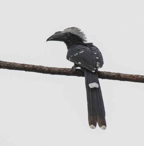 Eastern Long-tailed Hornbill (Horizocerus cassini), photo 4