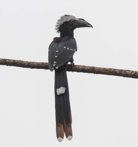 Western Long-tailed Hornbill (Horizocerus albocristatus), photo 4