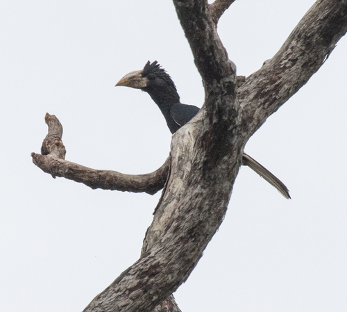 Piping Hornbill (Bycanistes fistulator), photo 9