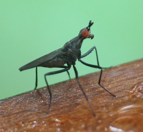 Neriidae