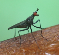 Neriidae
