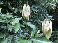 Neolitsea sericea