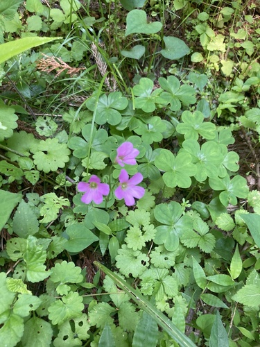 Largeflower pink-sorrel