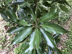 Neolitsea sericea