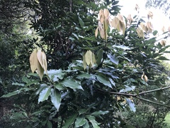 Neolitsea sericea