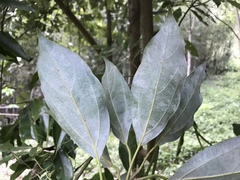 Neolitsea sericea