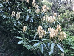 Neolitsea sericea