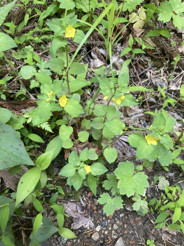 miniature moneywort