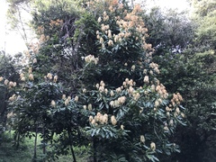 Neolitsea sericea