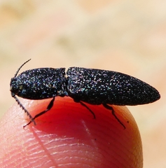 Lacon punctatus