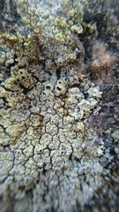 Lecanoromycetes