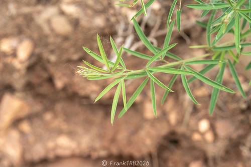 Lespedeza caraganae iNat (3)