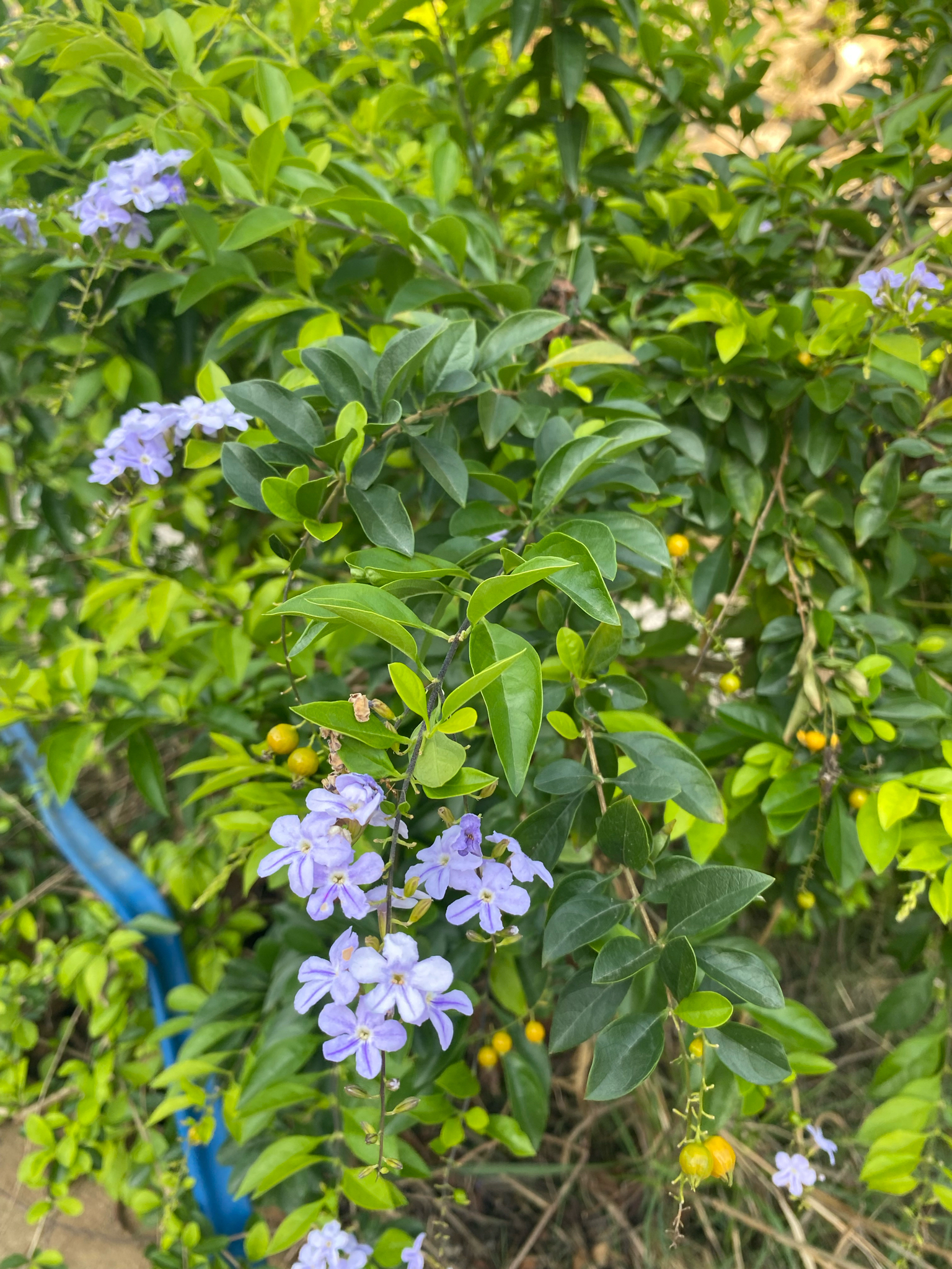 Duranta erecta — ảnh 2