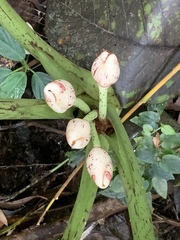 Alocasia scabriuscula