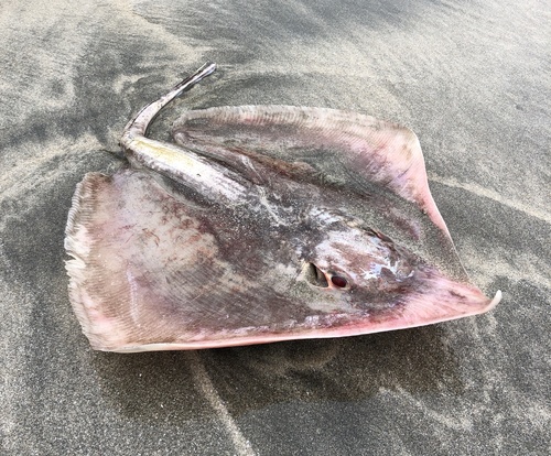 Pale-edged stingray (Telatrygon zugei) — Dasyatidae — 4