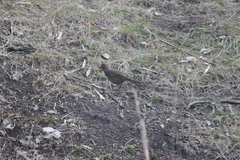 Dasyornis broadbenti