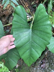 Alocasia scabriuscula