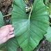 Alocasia scabriuscula - Photo (c) nolliecilliers，保留部份權利CC BY-NC