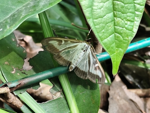 Box Tree Moth
