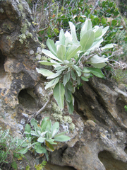 Hazardia detonsa