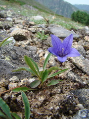 Campanula dasyantha